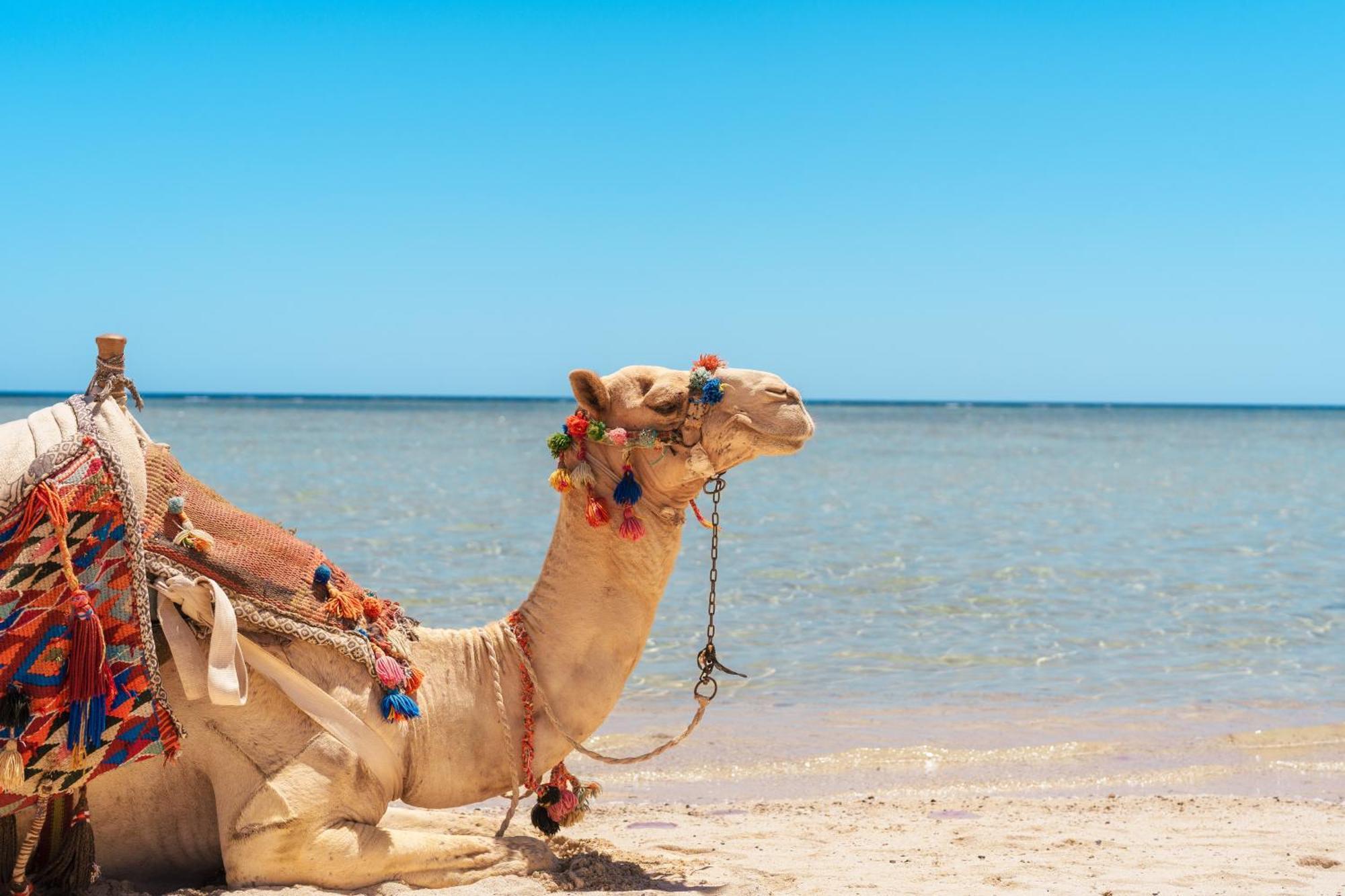 Protels Crystal Beach Resort Marsa Alam Esterno foto